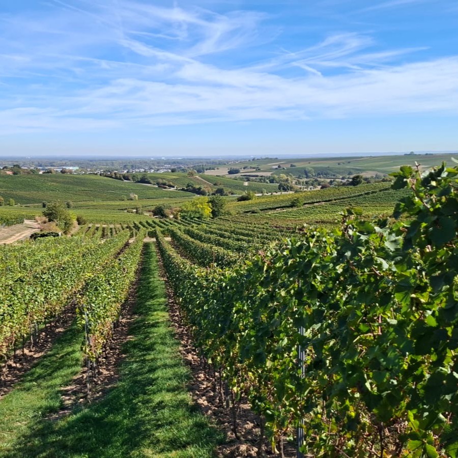 A scenic view of a vineyard with rows of grapevines stretching across a green landscape under a clear blue sky.