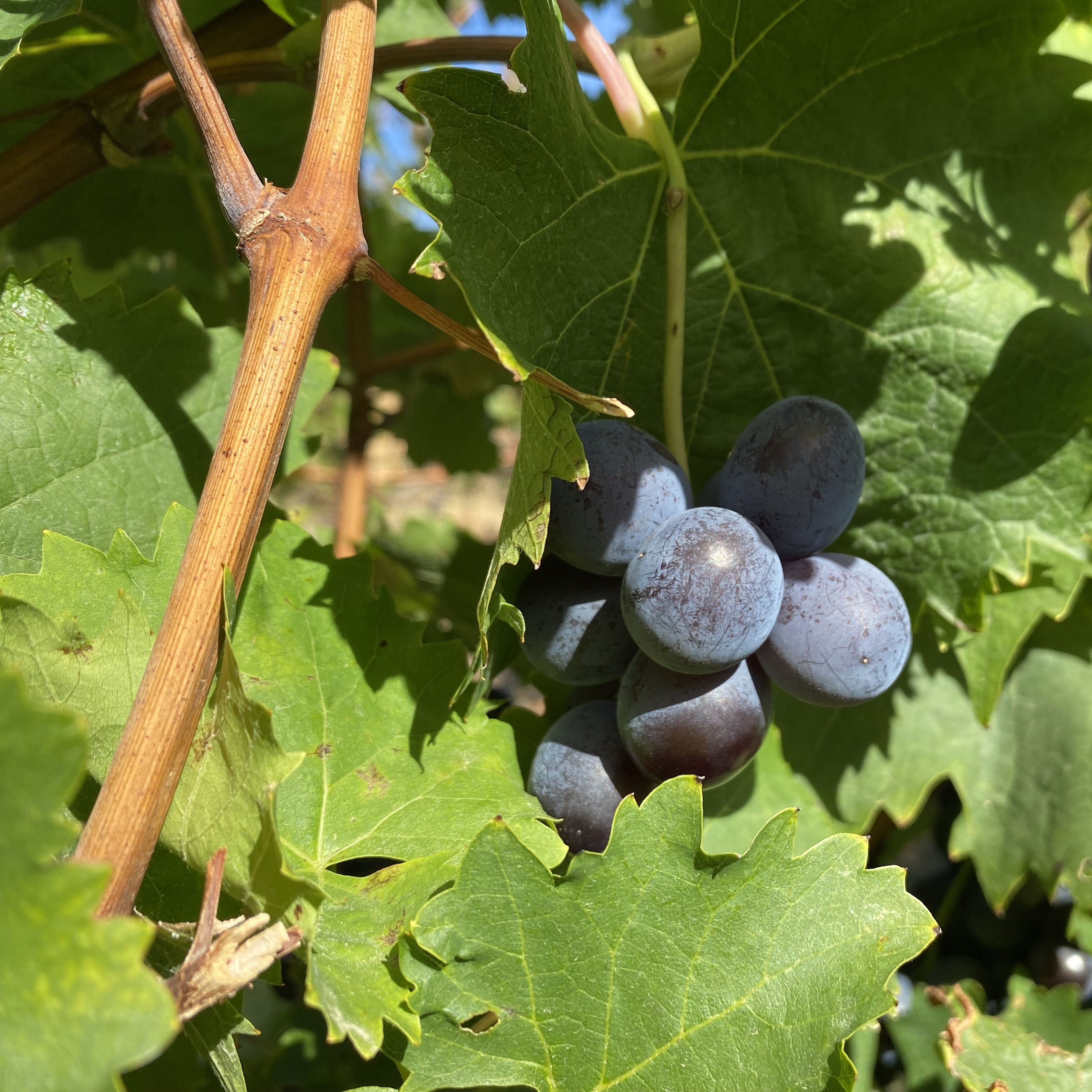 Close-up of a cluster of ripe purple grapes nestled among green leaves on a vine.