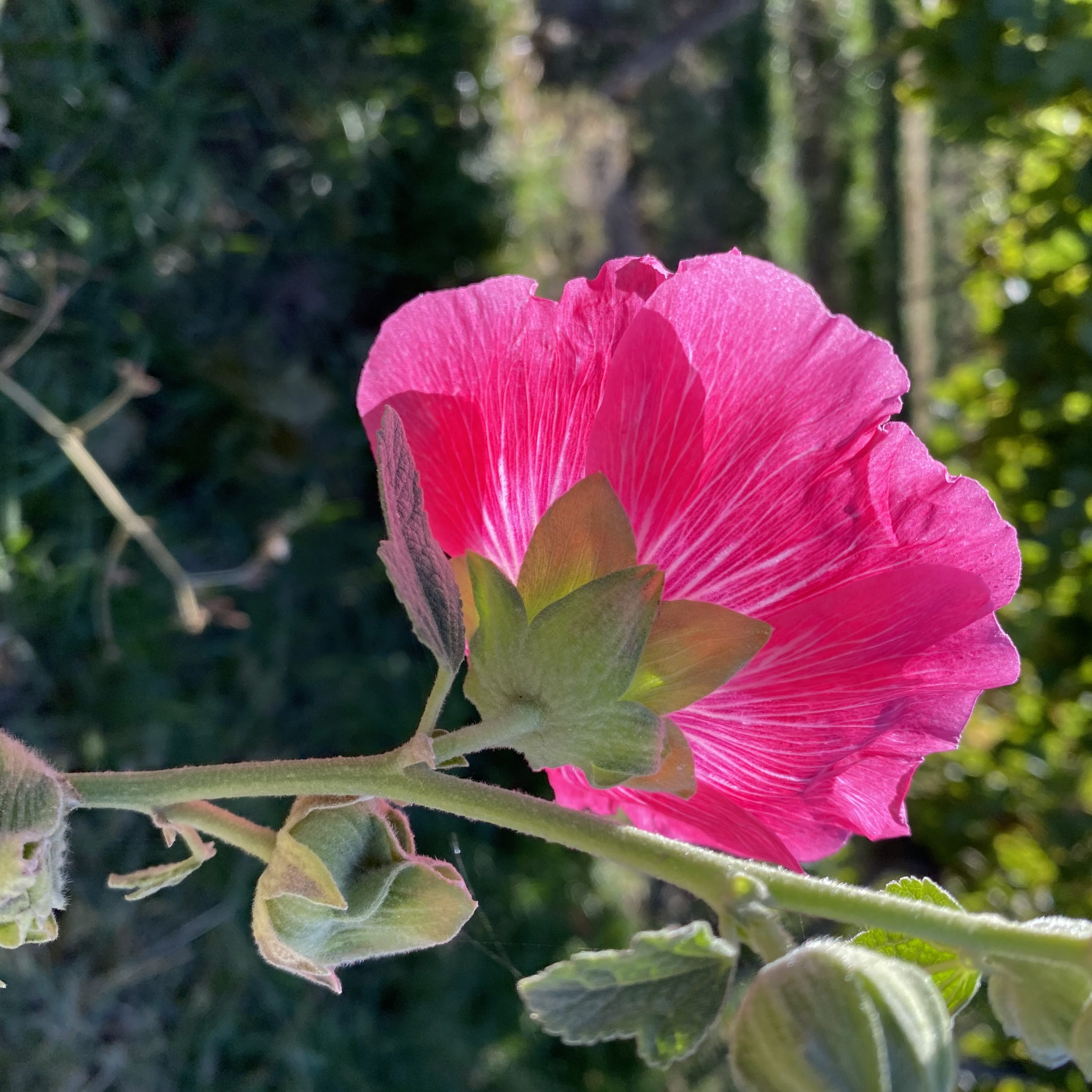 Close-up of a vibrant pink flower with delicate petals and green leaves, set against a blurred natural background.