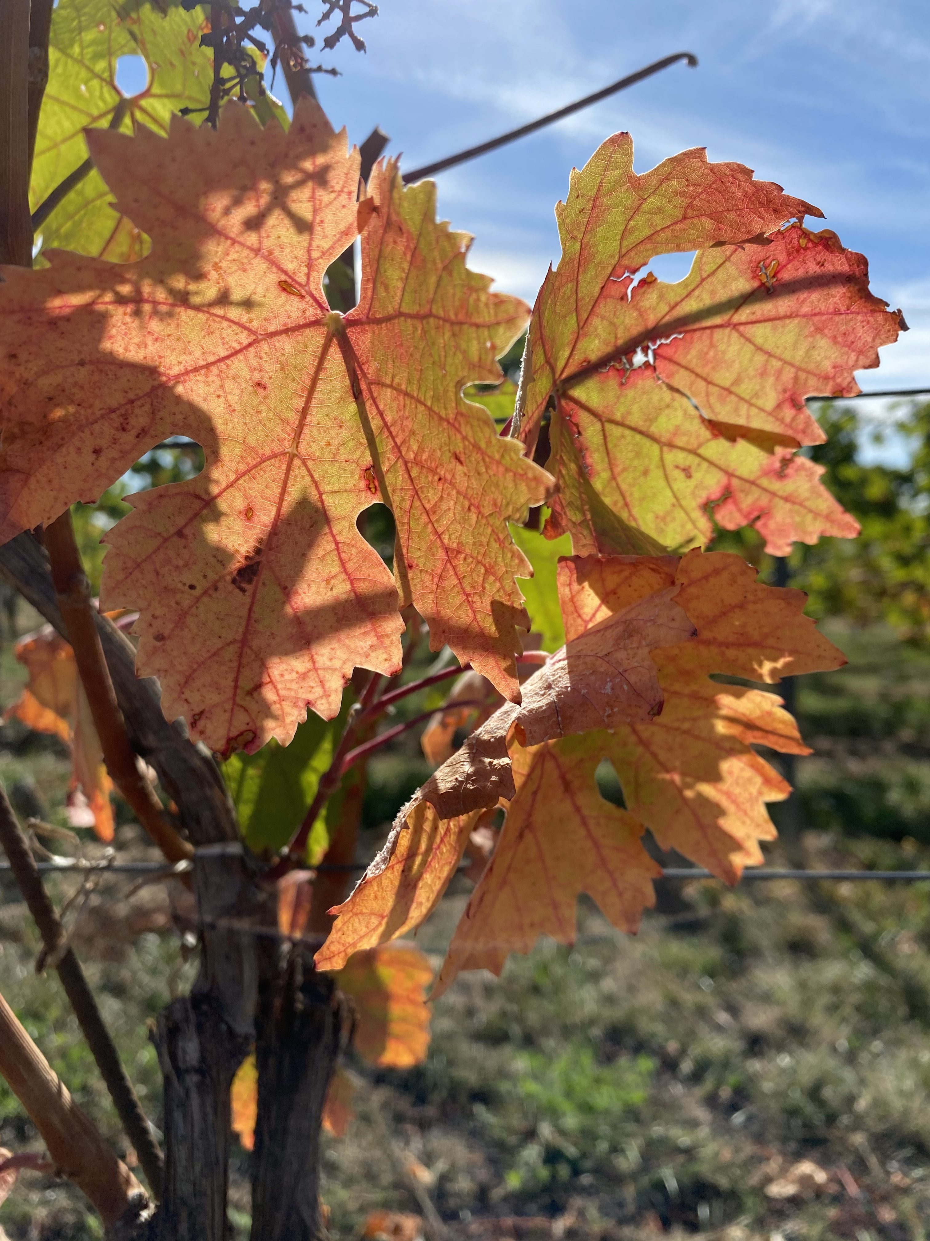 Close-up of autumn grapevine leaves displaying hues of orange and yellow, with sunlight filtering through.