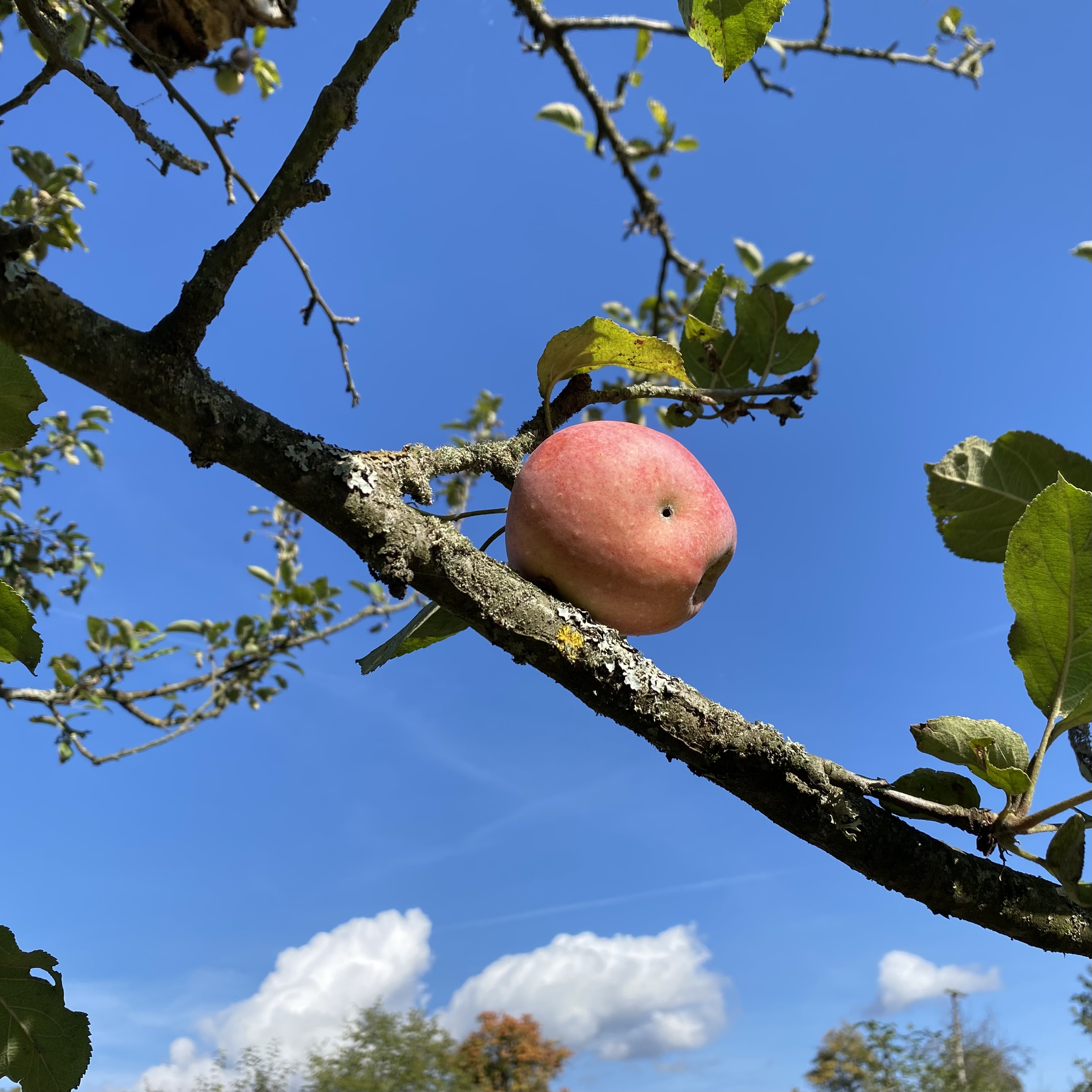 A ripe pink apple hanging from a tree branch against a clear blue sky.