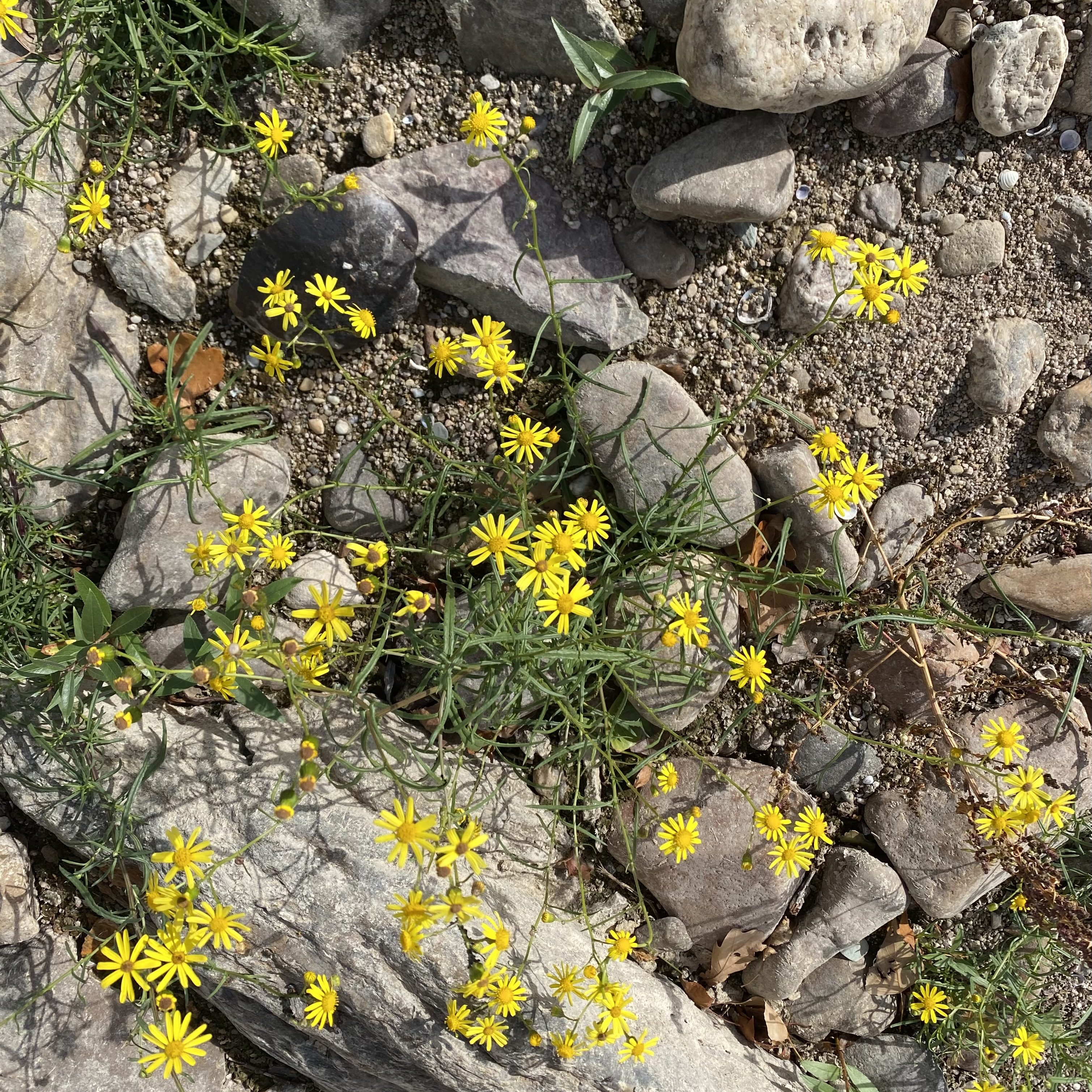 A patch of small, bright yellow flowers growing among various stones and gravel.